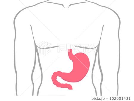 胃 位置|【医師監修】胃の場所って体のどのあたりなの？胃の。